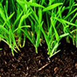 organic fertilizer